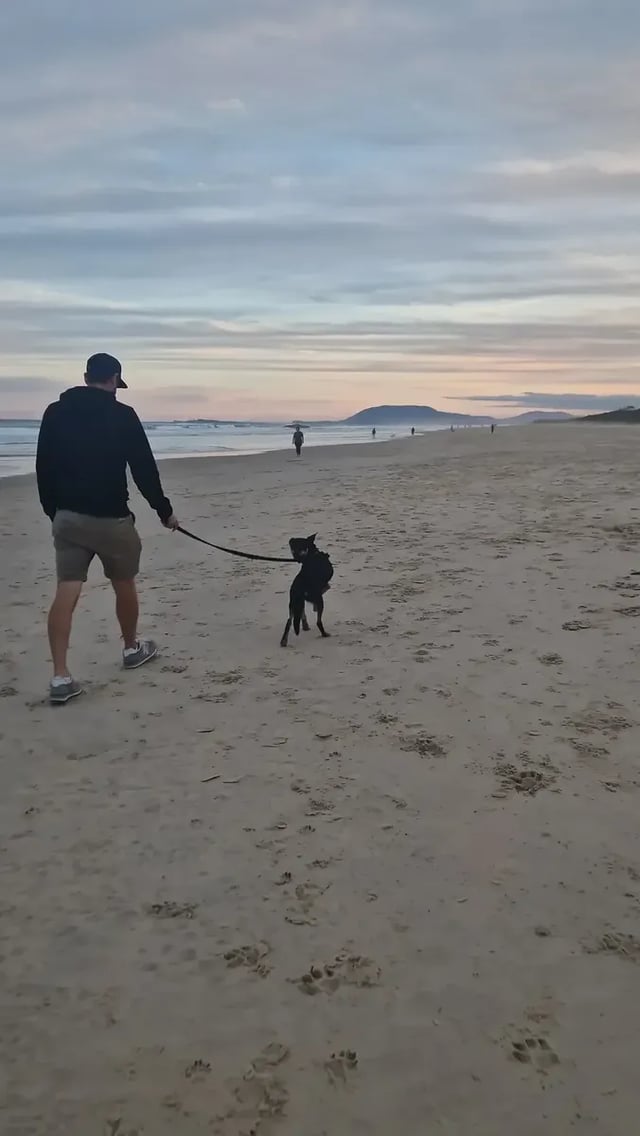 Dog walks on Australian beaches